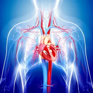 Blue Background Gallery: Female cardiovascular system, computer artwork