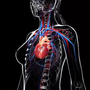 Three Quarter View Gallery: Female cardiovascular system, computer artwork