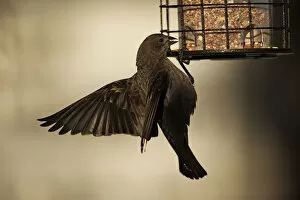 Images Dated 24th January 2014: Female cowbird at feeder
