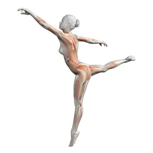 Balance Prints: Female dancer, illustration