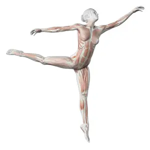 Posture Prints: Female dancer, illustration