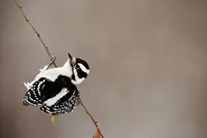 Female downy woodpecker balancing