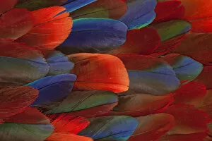 Modern Bird Feather Designs Gallery: Female Eclectus Parrot Feather Design