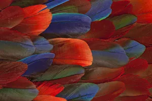 Modern Bird Feather Designs Gallery: Female Eclectus Parrot Feather Design