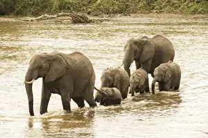 Mara River Prints: Female elephants (Loxodonta africana) with young calves crossing the Mara River in Serengeti National Park