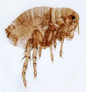 Images Dated 4th October 2016: Female flea, LM