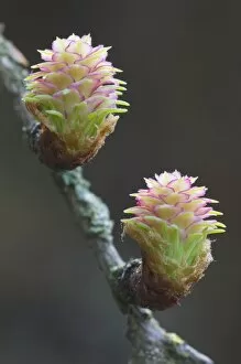 Images Dated 19th March 2011: Female flowers of the larch -Larix decidua-