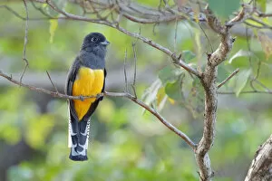 Images Dated 27th June 2015: Female Gartered Trogon on branch