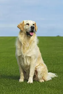 Lawn Collection: Female Golden Retriever -Canis lupus familiaris-, two-year old dog
