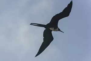 Female Great Frigatebird -Fregata minor- in flight, Isla Genovesa, Galapagos Islands