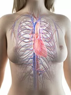 Heart Gallery: Female heart anatomy, illustration