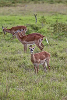 Images Dated 15th October 2011: Female Impalas -Aepyceros melampus-, one checking the wind, Lake Nakuru National Park, Kenya