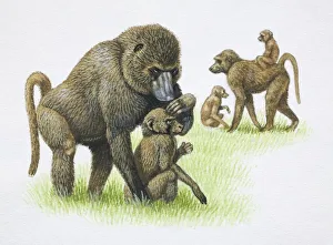 Images Dated 5th April 2006: Female Mandrills, Mandrillus sphinx, grooming and carrying their young on grass, side view