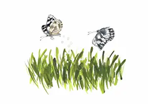 Eggs Prints: Two female Marbled White Butterflies (Melanargia Galathea) dropping their eggs in tall grass