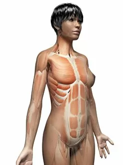 Vertical Image Gallery: Female muscular system, illustration