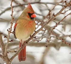 Perching Collection: Female Northern Cardinal perched