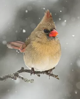 Images Dated 17th February 2014: Female Northern Cardinal in Winter