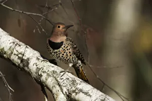 Images Dated 25th October 2013: Female northern flicker in autumn