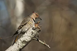 Woodpecker Gallery: Female Northern flicker in late October