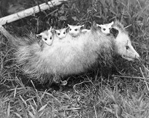 Opossum Prints: Female Opossum With Young