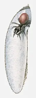 Silk Prints: Female Purse web spider (Atypus affinis) in silken pouch