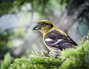 Images Dated 14th August 2018: Female Red Crossbill in the Trees at Jasper Park Lodge, Alberta, Canada