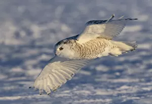 Jim Cumming Photography Gallery: Female Snowy owl flying low hunting over the snow in Canada