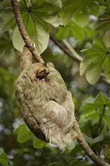 Images Dated 21st December 2016: Female Three-toed Sloth