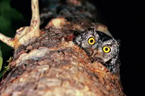 Scrutiny Prints: Female whiskered screech-owl (Otus trichopsis) peering from nest