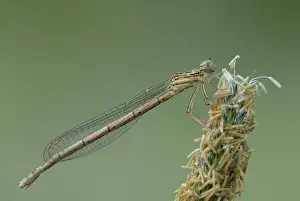 Pterygota Prints: Female White-legged Damselfly (Platycnemis pennipes)