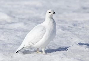 Deep Snow Collection: Female Willow Grouse or Willow Ptarmigan -Lagopus lagopus-, in winter plumage, Haines Pass