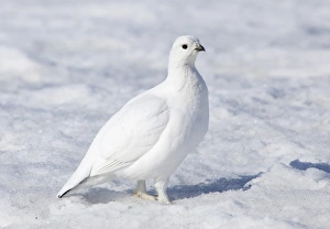 Snowcapped Gallery: Female Willow Grouse or Willow Ptarmigan -Lagopus lagopus-, in winter plumage, Haines Pass