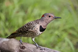 Woodpeckers Collection: Female yellow-shafted flicker alert