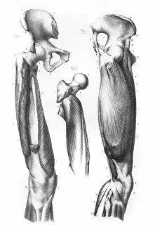 Images Dated 24th May 2017: Femoral region anatomy engraving 1866