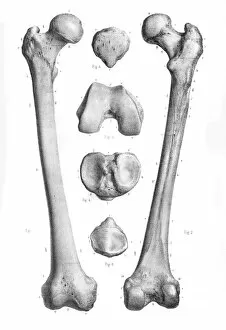 Images Dated 24th May 2017: Femur anatomy engraving 1866
