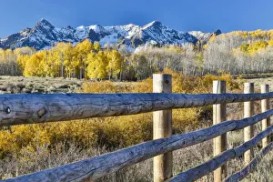 Fence and Aspen trees in autumn colors with snow-capped mountains in background, Ridgway, Colorado, USA