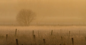 Images Dated 21st November 2012: Fence Posts