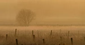 Images Dated 21st November 2012: Fence posts in the fog