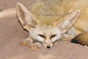 Predator Prints: Fennec Fox (Canis zerdus), Libya, Africa