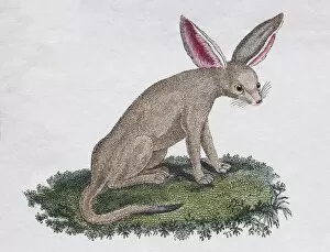 Images Dated 31st December 2017: Fennek (Fennecus arabicum), hand-coloured copperplate engraving by Friedrich Justin