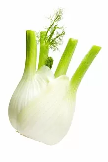 Images Dated 20th February 2013: Fennel