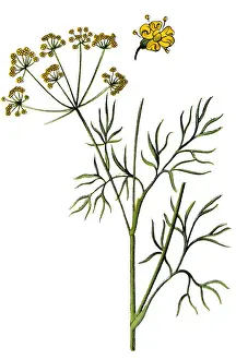 Fennel (Foeniculum vulgare)