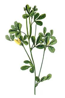 Fenugreek (Trigonella foenum-graecum)