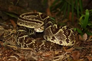 Images Dated 14th January 2015: Fer-de-Lance (Bothrops atrox) Costa Rica