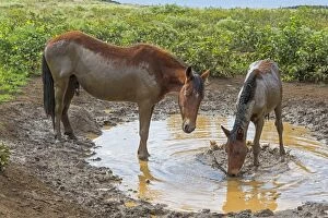 Feral horses, mud bath, Easter Island, Chile