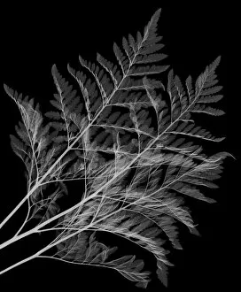 Flowers and Plants Inside Out Collection: Fern (Davallia mariessii), X-ray