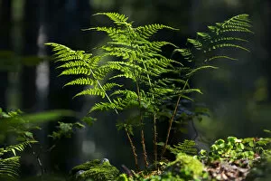 Images Dated 16th September 2012: Fern in a forest, Feldberg Mountain, Black Forest, Baden-Wuerttemberg, Germany, Europe, PublicGround