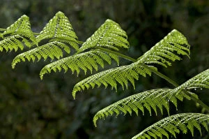 Images Dated 2nd March 2012: Fern frond, Tandayapa region, Andean cloud forest, Ecuador, South America