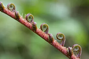 Images Dated 2nd March 2012: Fern frond unfurling, Tandayapa region, Andean cloud forest, Ecuador, South America