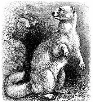 Images Dated 5th February 2016: Ferret (Mustela putorius furo)